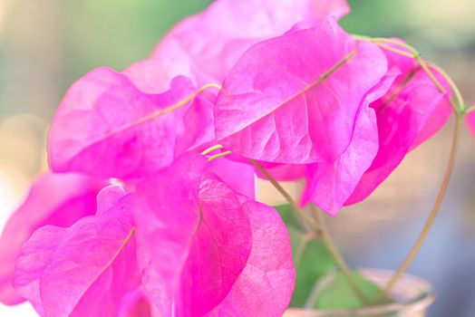 Beautiful purple wild exotic flowers Bougainvillea on the light green background