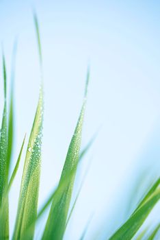 Water droplets on fresh green grass. Vertical photo