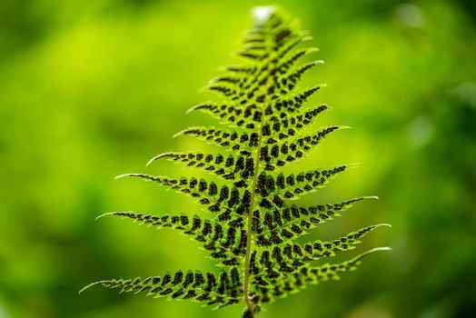 Leave of a fern in the summer green south forest