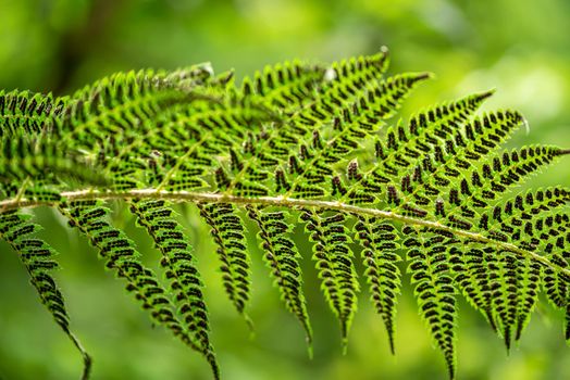 Leave of a fern in the summer green south forest