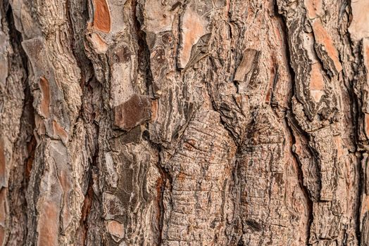 Textured brown bark of big huge south tree