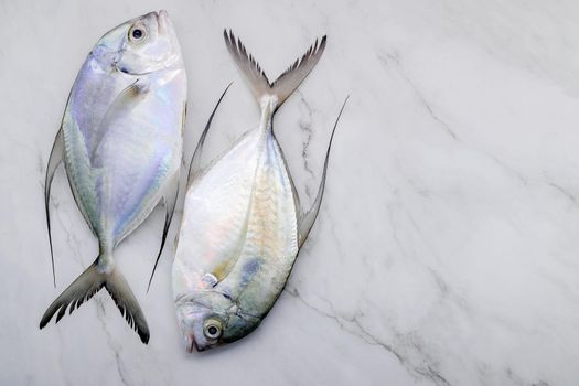 Fresh Longfin trevally fish set up on white marble kitchen table background. Top view and copy space.