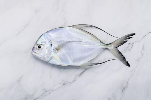 Fresh Longfin trevally fish set up on white marble kitchen table background. Top view and copy space.