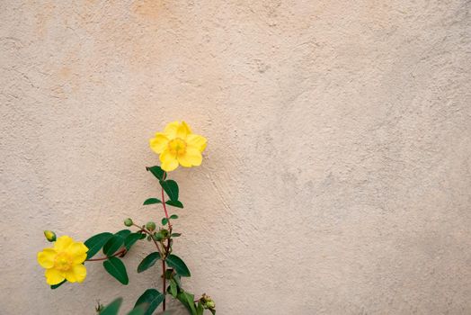 Two pale yellow flower against neutral wall background with copy space