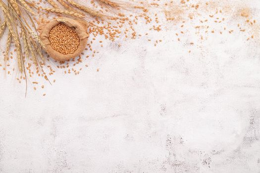 Wheat ears and wheat grains set up on white concrete background.