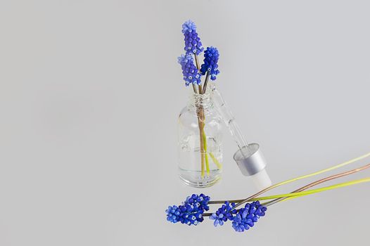 Cosmetic serum with Muscari Hyacinth blue flowers on white background