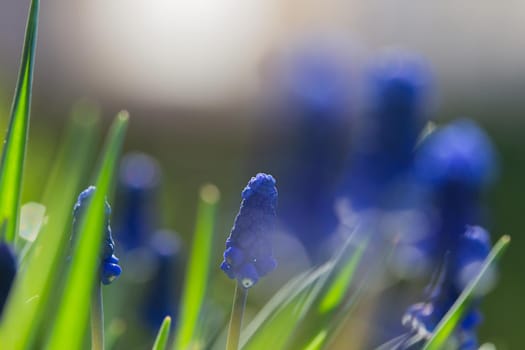 Muscari Hyacinth blue flowers grow on a flower bed in spring, beautiful light falls, place for text, selective focus, blurred background