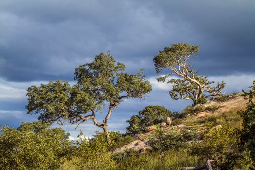 Tree scenery in stormy weather in Kruger National park, South Africa