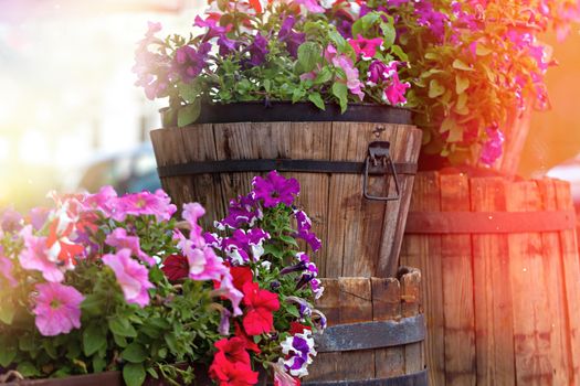 Colorful geranium in the garden wooden barrels and buckets on a city street in the rays of the bright sun