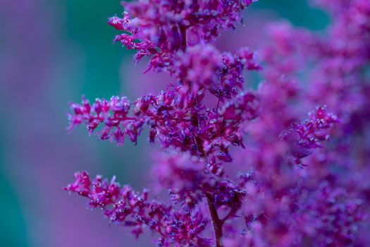 Purple garden flowers with the blurred background. Lilac serenity nature wallpaper