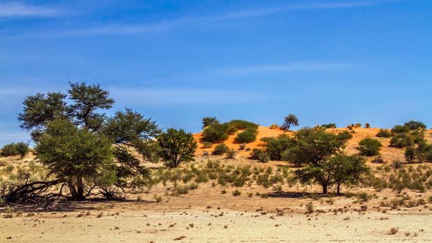 Red dune scenery in Kgalagadi transfrontier park, South Africa; Twee rivieren , Nossob riverbed