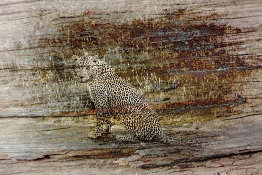 Leopard multiple images with Detail of old wood bark of dry tree ; Specie Panthera pardus family of Felidae