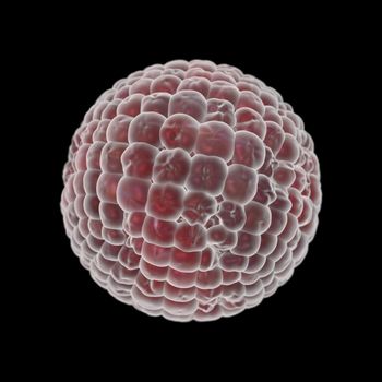 Round pink bacteria virus isolated on black background. 3D render medical illustration