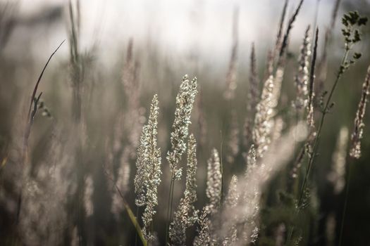 Feather grass in the field at summer sunset. Serene at golden hour in natural colors