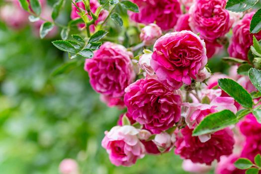Macro of garden rose flower bush on green blurred background