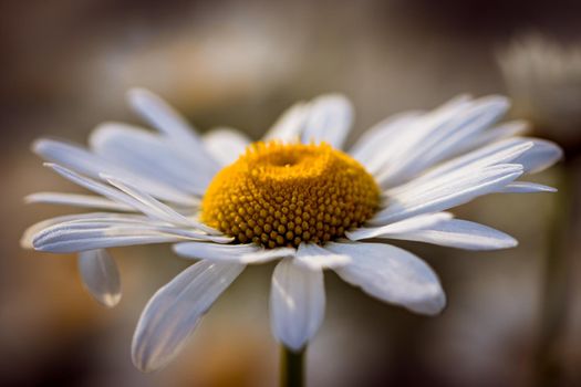 Daisy in the field at summer sunset. Chamomile at golden hour in natural colors