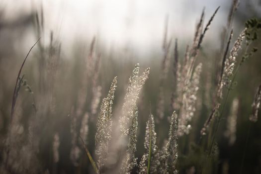 Feather grass in the field at summer sunset. Serene at golden hour in natural colors