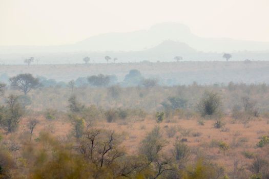 Misty scenery in Kruger National park, South Africa