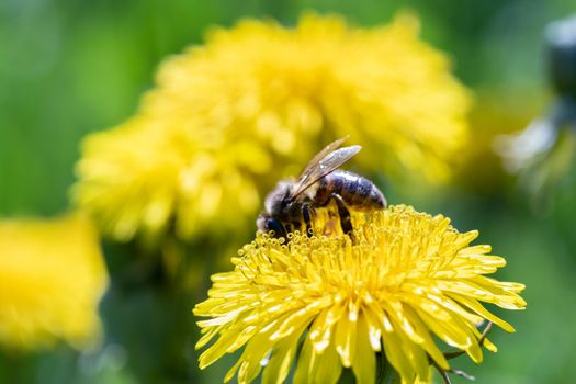 Working bee collecting pollen from a yellow dandelion. Close up macro view