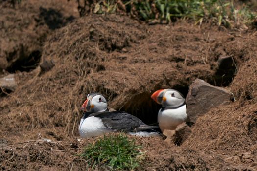 Atlantic puffin (Fratercula arctica) outside its nesting burrow on Skomer Island off the coast of Pembrokeshire in Wales, United Kingdom