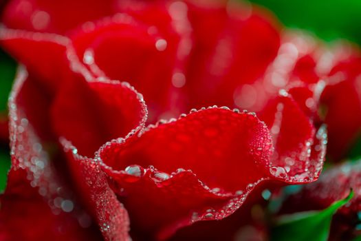 Macro of rose flower with water drops after the rain on green blurred background