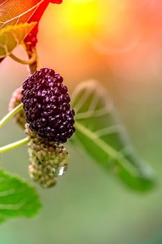 Ripe and green mulberry on a branch, wet berry with drops of water after rain. Close-up view