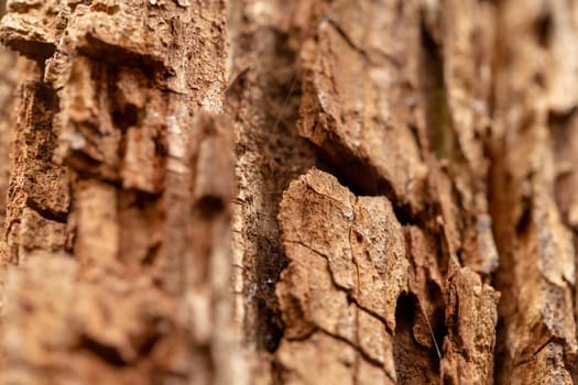 Close up old bark tree texture. Macro view. Looks like a rock for mountaineering