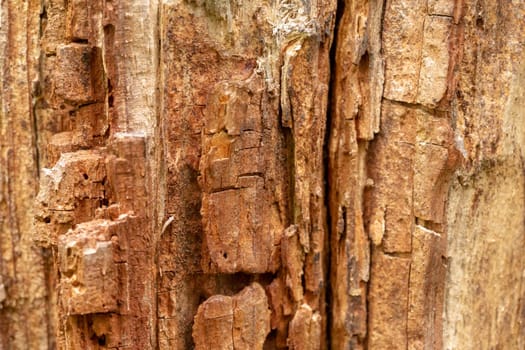 Close up old bark tree texture. Macro view. Looks like a rock for mountaineering