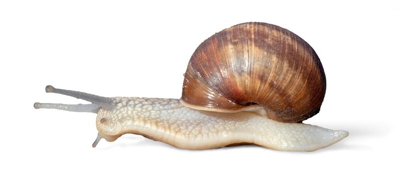 Grawling garden snail isolated on white background, close-up macro side view