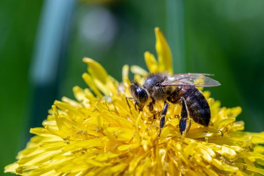 Working bee collecting pollen from a yellow dandelion. Close up macro view