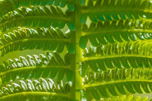 Fresh green fern leaf under bright sun light, close-up macro view.