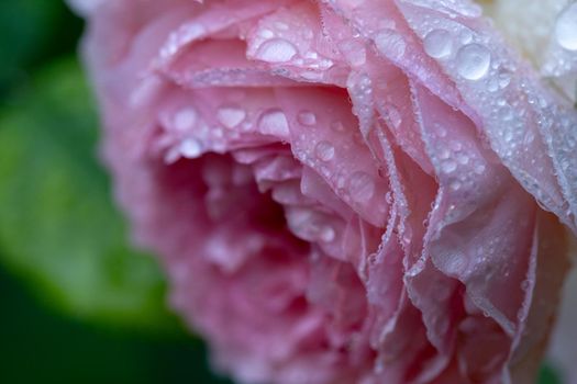 Macro of rose flower with water drops after the rain on green blurred background