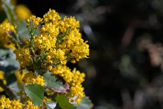 Mahonia aquifolium, Holly-leaved barberry, Holly-leaf Oregon-grape in blossoms. Close up macro view with a blank space for text.