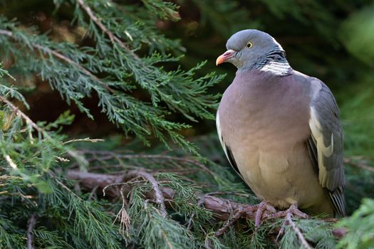 Ring-necked wild dove sitting on a branch of thuja. Close up view