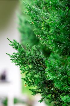 Fir tree branches wet after the rain. Raindrops on the needles. Close-up.