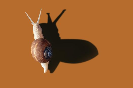 Grawling garden snail isolated on orange color background, close-up macro top view