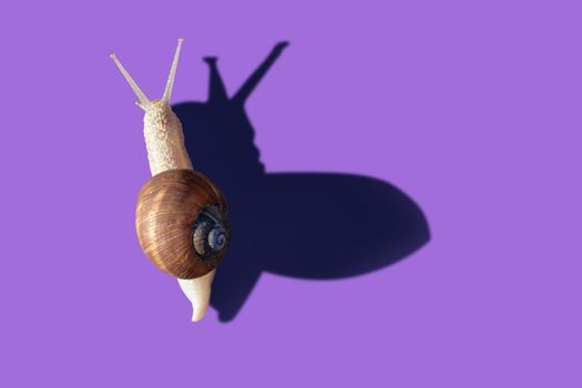 Grawling garden snail isolated on violet color background, close-up macro top view