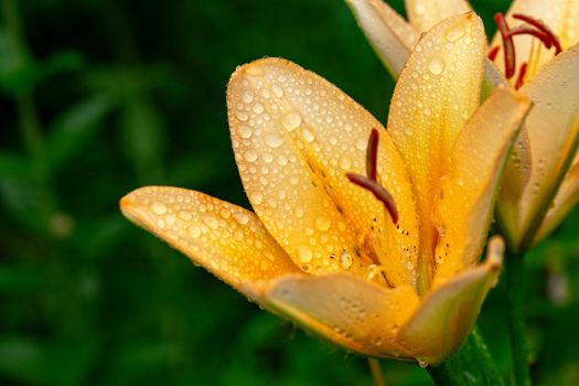 Yellow Lily flower with water drops in the garden after the rain. Close-up view of pistols, stamens, structure of a flower.