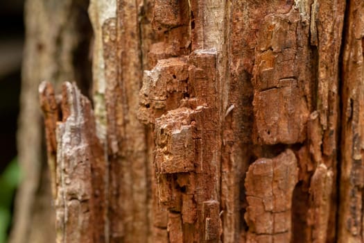 Close up old bark tree texture. Macro view. Looks like a rock for mountaineering