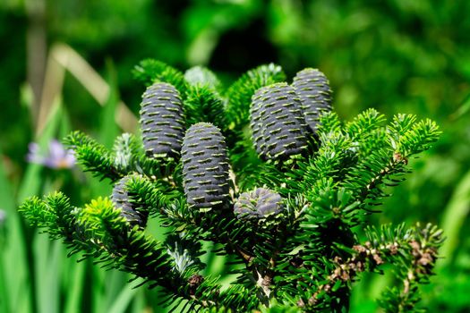 Blue Korean Fir cones on green branches in summer