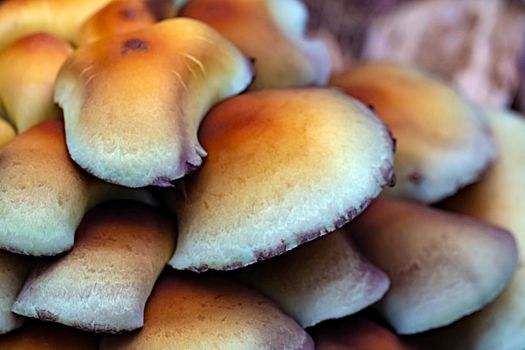 Orange inedible poisonous mushrooms in the forest. Close up view