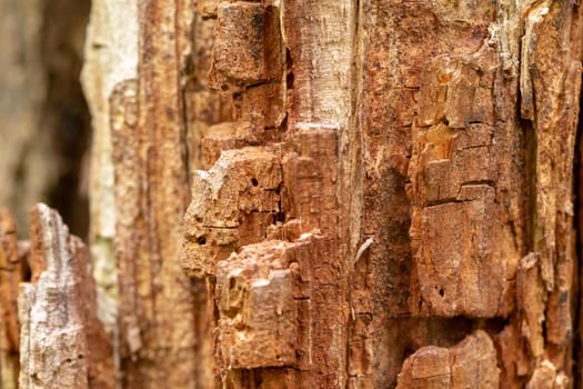 Close up old bark tree texture. Macro view. Looks like a rock for mountaineering