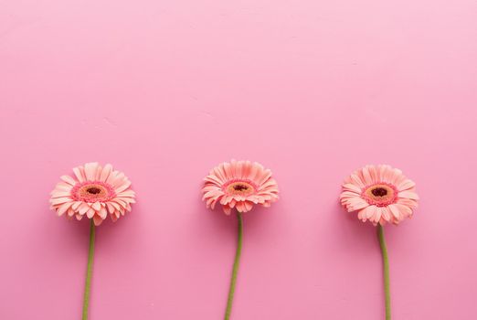 Three pink gerbera daisies in a raw on a pink background. Sequence and symmetry. Minimal design flat lay. Pastel colors