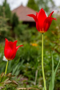 Red tulips in the garden over blurred green background at spring