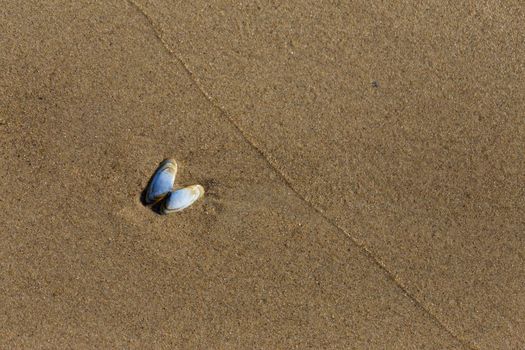 Small light blue butterfly shaped seashell on the wet sand