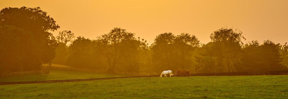 Hazy sunset with horses grazing in a field.