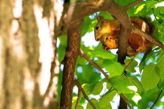 Red squirrel gnaws a walnut on a tree branch in the park