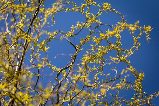 Young seedling of weeping willow agianst spring blue sky. Curly branches flowering with green and yellow foliage, close-up low angle bottom view