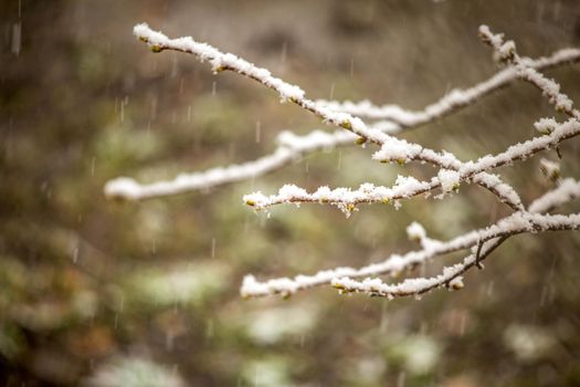 Tree branch with buds in spring, covered with snow on a background of rain