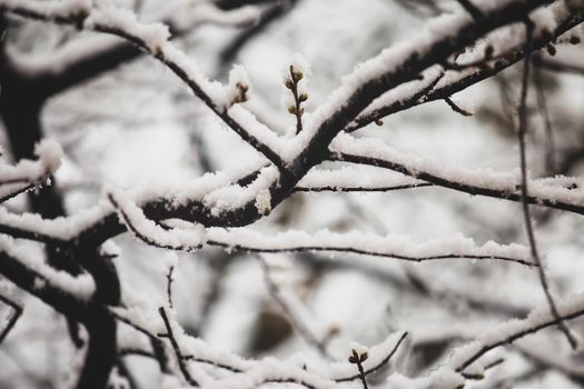 Tree branches with green small buds covered with snow in springtime.